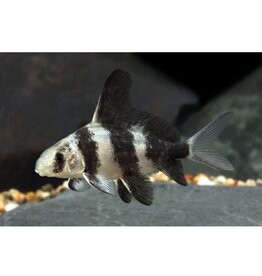 Chinese Highfin Shark Sml