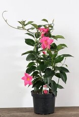 Mainland Dipladenia on Trellis 6 inch Rocktrumpet