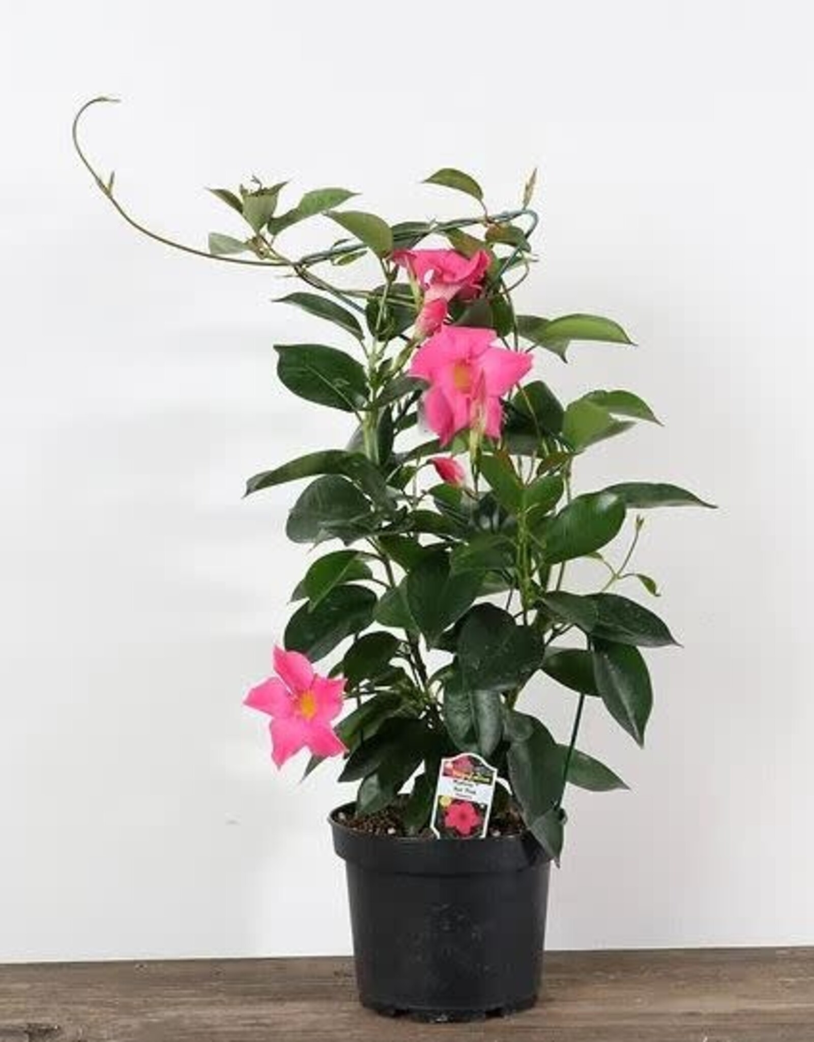Mainland Dipladenia on Trellis 6 inch Rocktrumpet