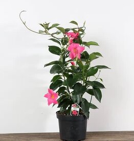 Mainland Dipladenia on Trellis 6 inch Rocktrumpet