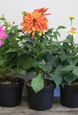 Mainland Dahlia  Assorted 6 inch