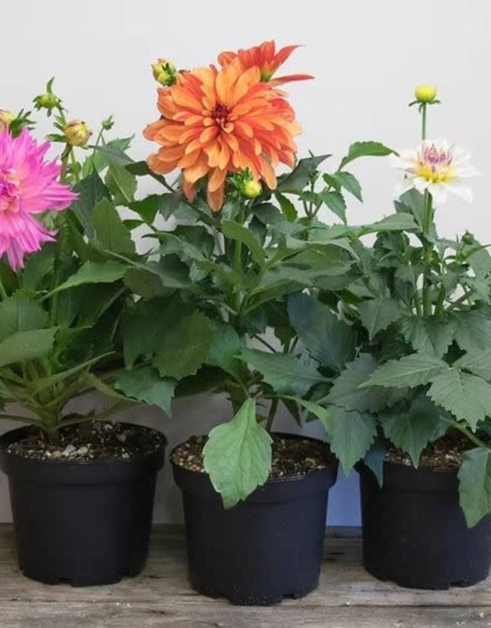 Mainland Dahlia  Assorted 6 inch