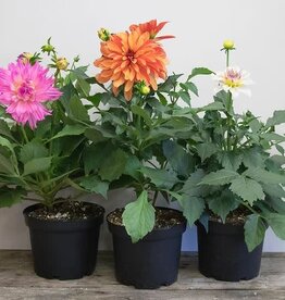 Mainland Dahlia  Assorted 6 inch
