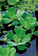 Mainland Pistia stratiotes  Water Lettuce