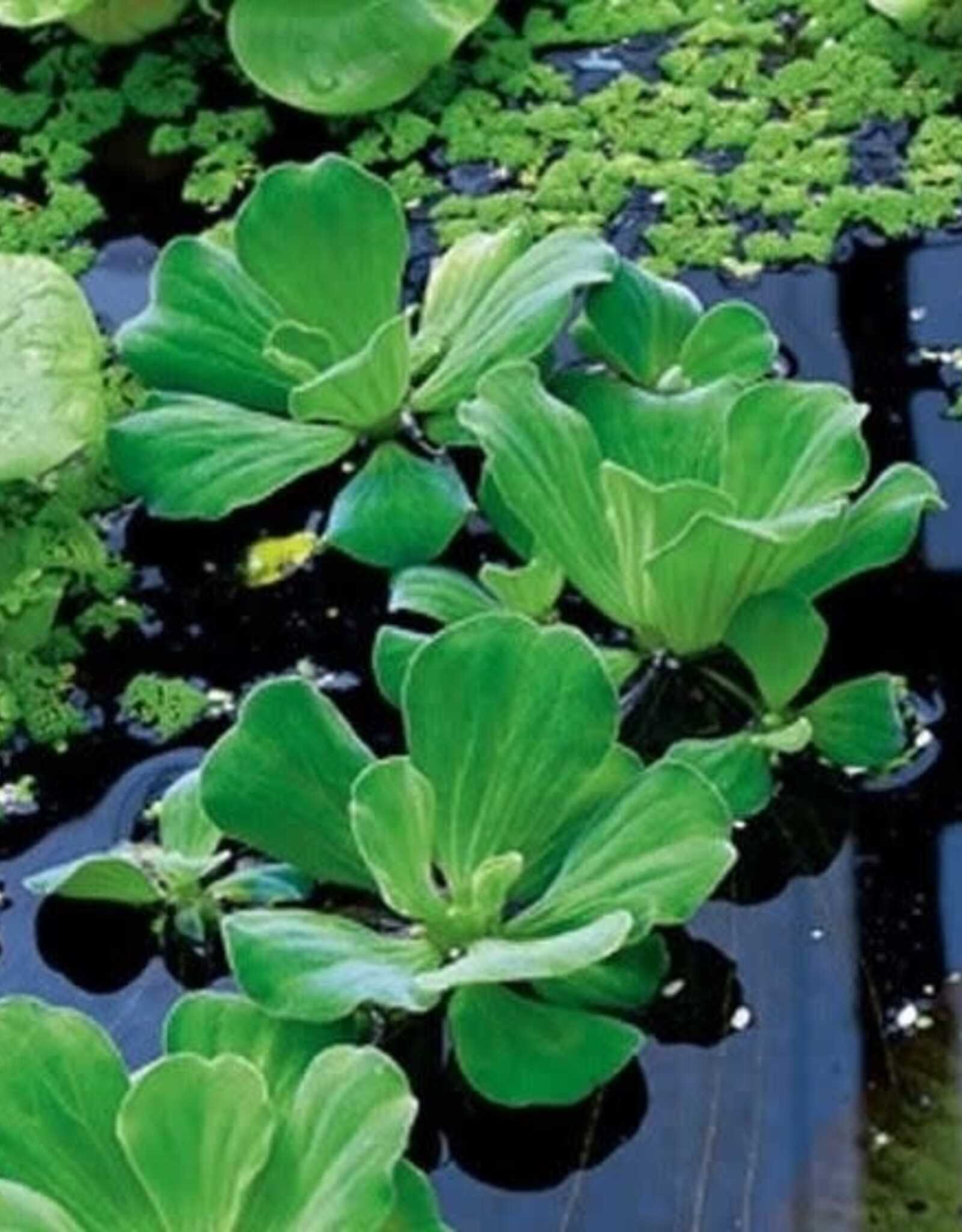 Mainland Pistia stratiotes  Water Lettuce