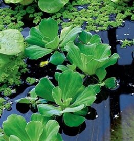 Mainland Pistia stratiotes  Water Lettuce
