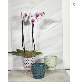 Pierced Orchid Pot, 5.5" x 4.75", Assorted