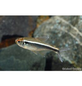Segrest Farms Black Neon Tetra Reg