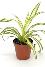 Cascade Tropicals Chlorophytum assorted 2in  -Spider Plant