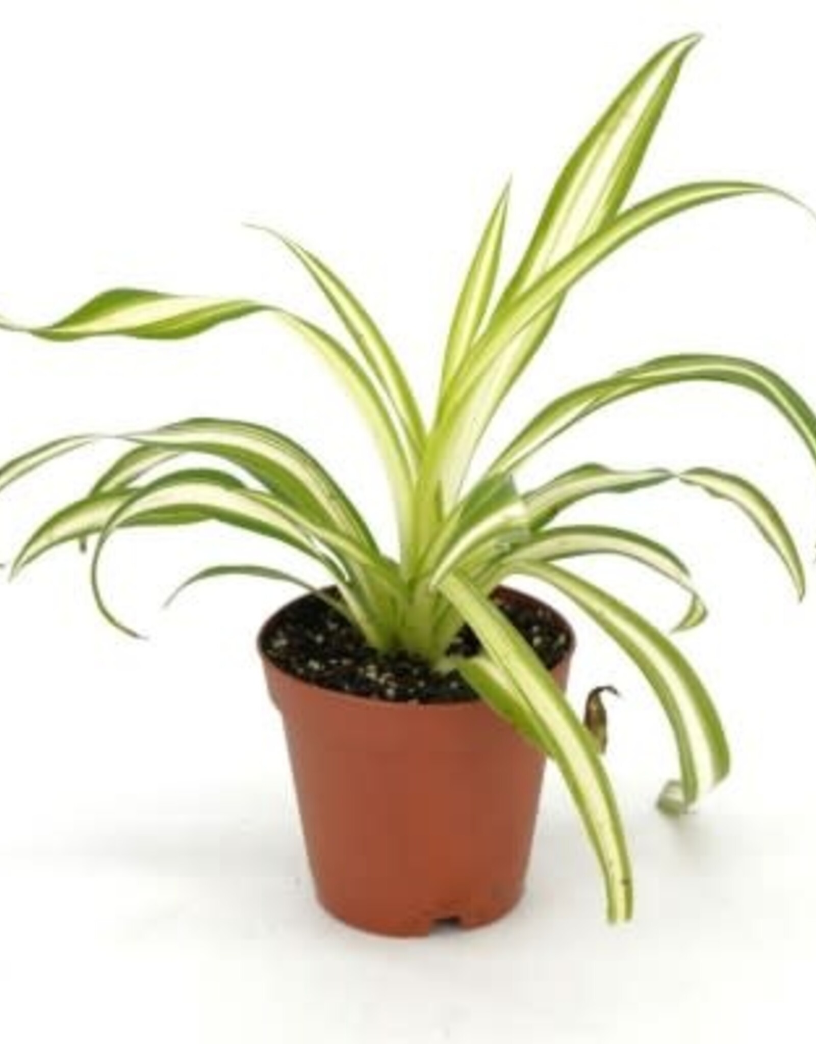 Cascade Tropicals Chlorophytum assorted 2in  -Spider Plant