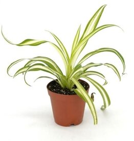 Cascade Tropicals Chlorophytum assorted 2in  -Spider Plant