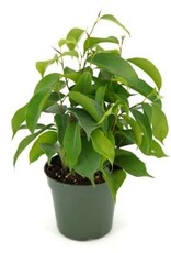 Cascade Tropicals Ficus benjamina 4in  -Weeping Fig