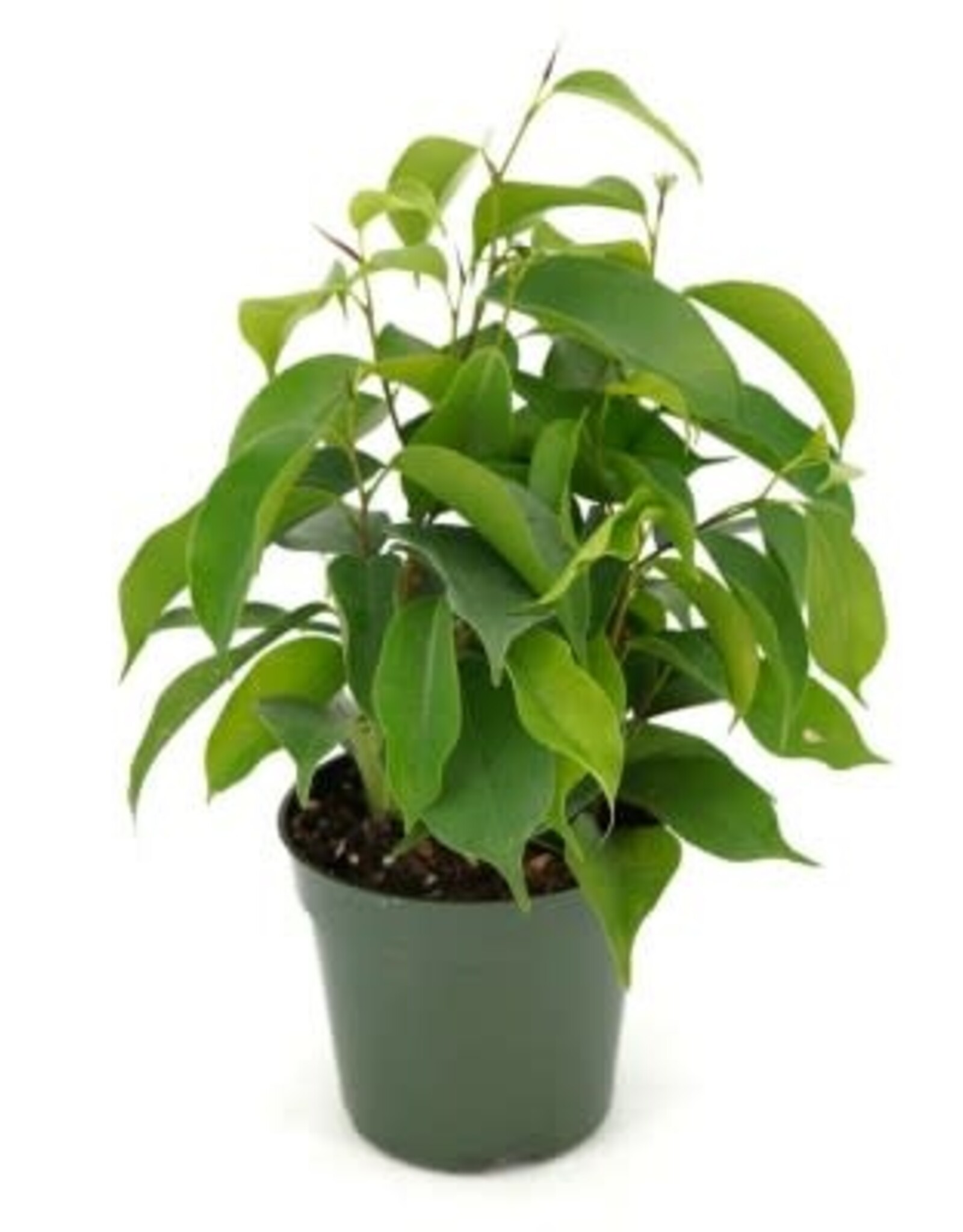 Cascade Tropicals Ficus benjamina 4in  -Weeping Fig