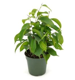 Cascade Tropicals Ficus benjamina 4in  -Weeping Fig