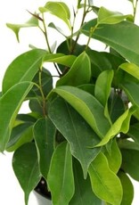 Cascade Tropicals Ficus benjamina 4in  -Weeping Fig