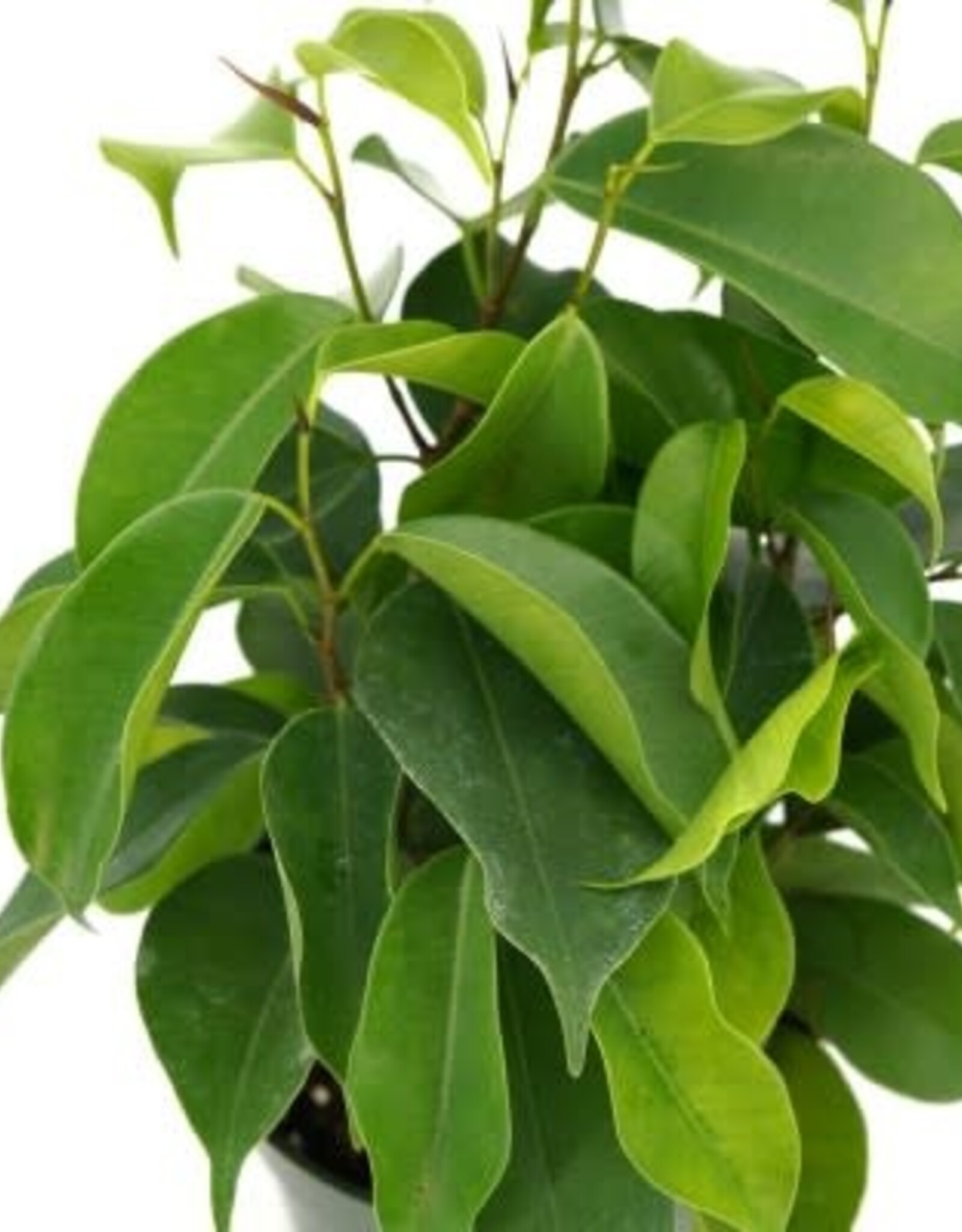 Cascade Tropicals Ficus benjamina 4in  -Weeping Fig
