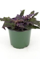 Cascade Tropicals Gynura aurantiaca 4in Purple Passion