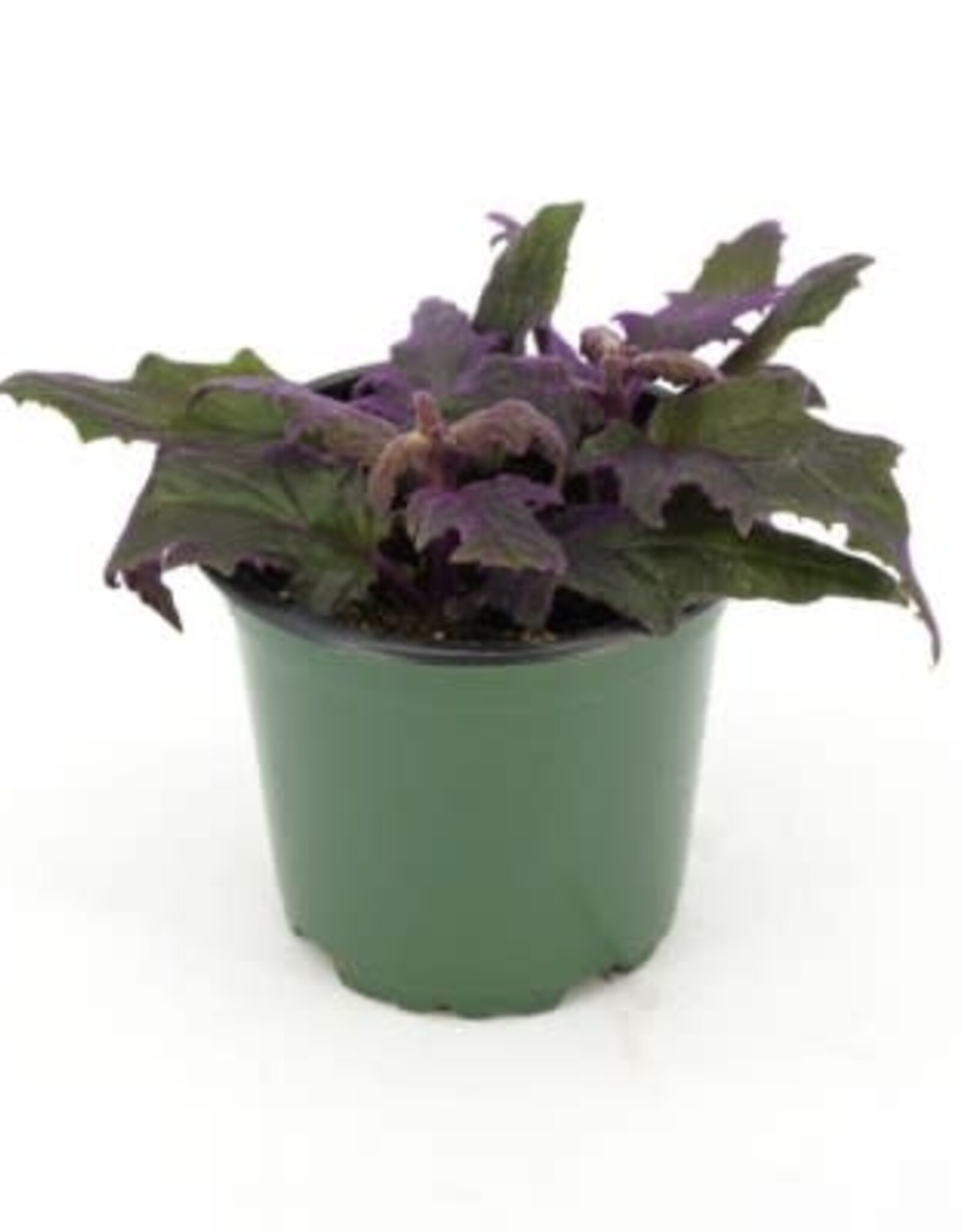 Cascade Tropicals Gynura aurantiaca 4in Purple Passion