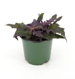 Cascade Tropicals Gynura aurantiaca 4in Purple Passion