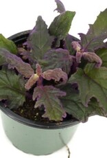 Cascade Tropicals Gynura aurantiaca 4in Purple Passion