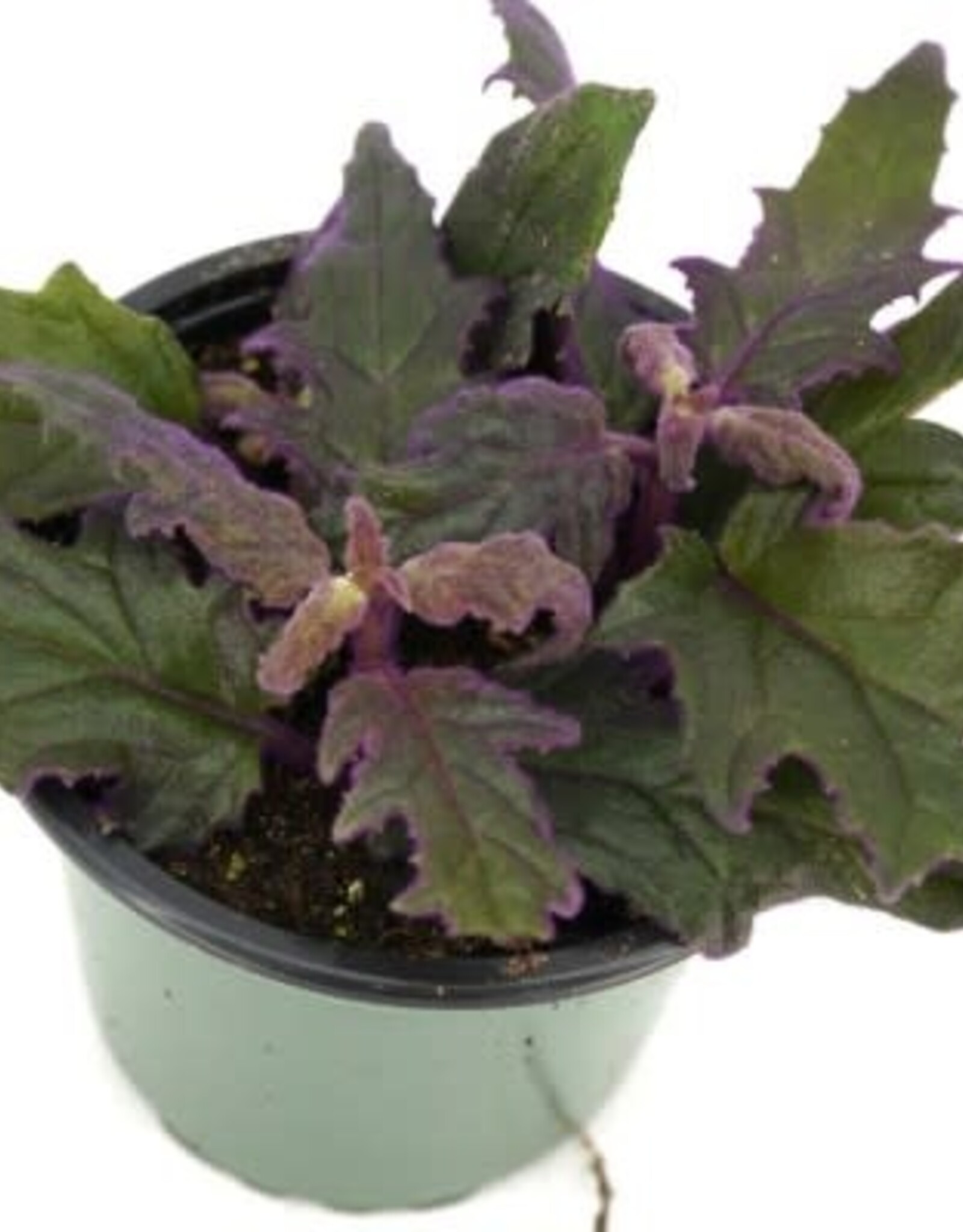 Cascade Tropicals Gynura aurantiaca 4in Purple Passion