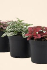 Cascade Tropicals Hypoestes assorted Polka Dot Plant 4in