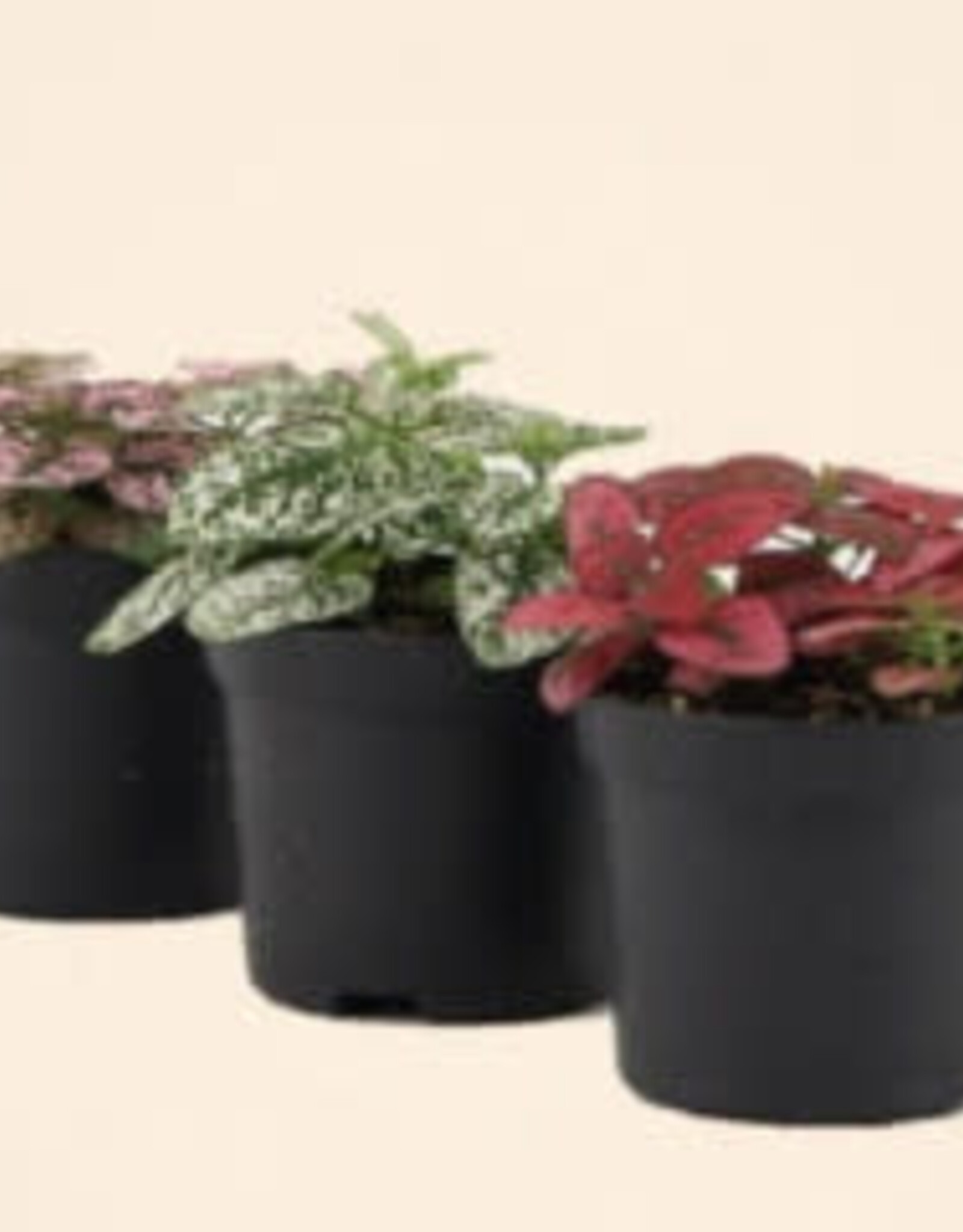 Cascade Tropicals Hypoestes assorted Polka Dot Plant 4in