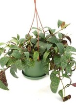 Cascade Tropicals Aeschynanthus long. 'Black Pagoda' - HB 6in  -Black Pagoda Lipstick Plant