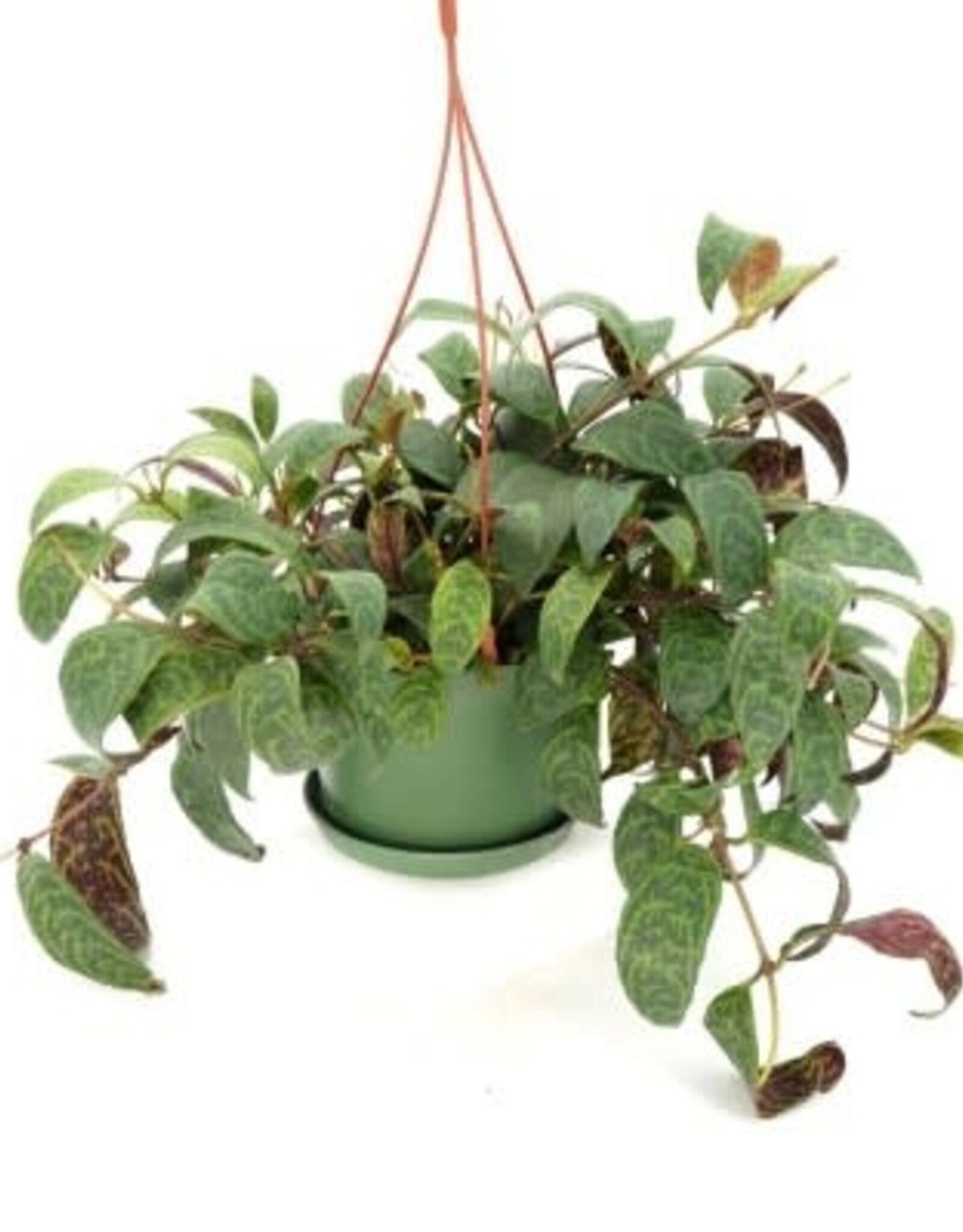 Cascade Tropicals Aeschynanthus long. 'Black Pagoda' - HB 6in  -Black Pagoda Lipstick Plant