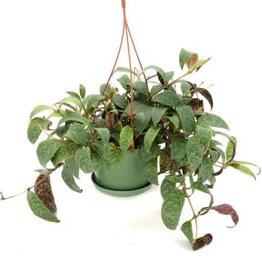 Cascade Tropicals Aeschynanthus long. 'Black Pagoda' - HB 6in  -Black Pagoda Lipstick Plant