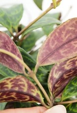 Cascade Tropicals Aeschynanthus long. 'Black Pagoda' - HB 6in  -Black Pagoda Lipstick Plant