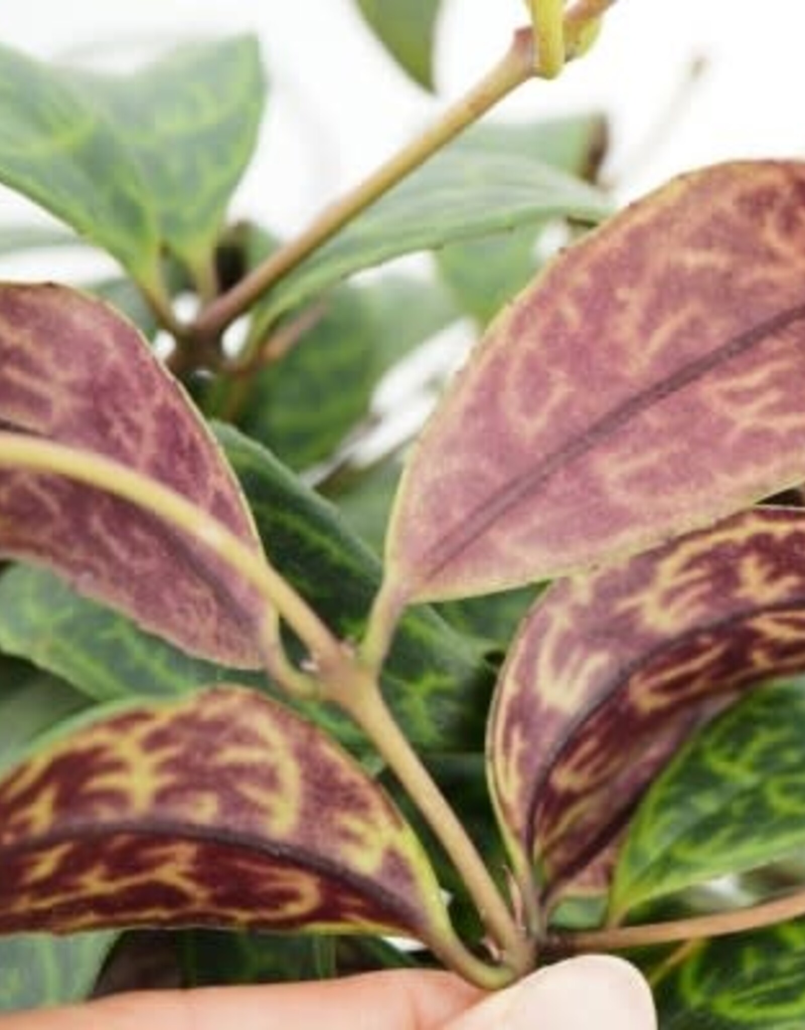 Cascade Tropicals Aeschynanthus long. 'Black Pagoda' - HB 6in  -Black Pagoda Lipstick Plant