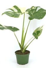 Cascade Tropicals Monstera del. 'Thai Constellation' 6in  -Swiss Cheese Plant