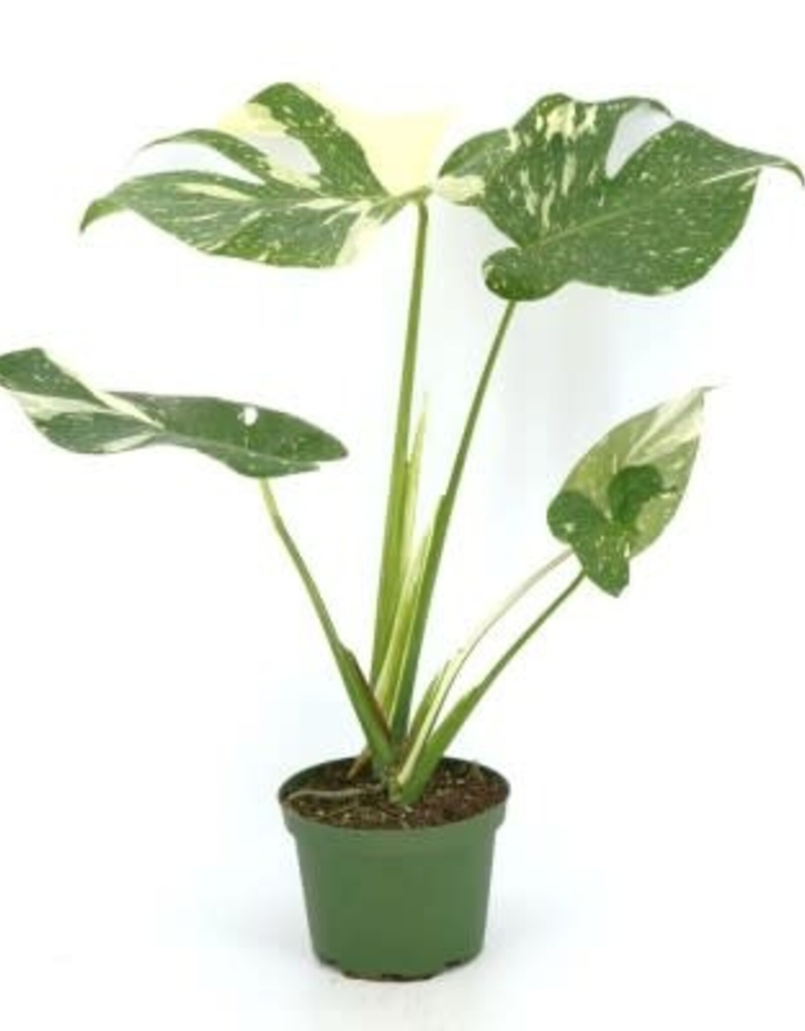 Cascade Tropicals Monstera del. 'Thai Constellation' 6in  -Swiss Cheese Plant