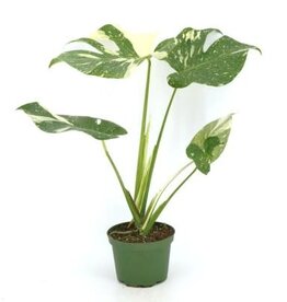 Cascade Tropicals Monstera del. 'Thai Constellation' 6in  -Swiss Cheese Plant