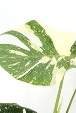 Cascade Tropicals Monstera del. 'Thai Constellation' 6in  -Swiss Cheese Plant