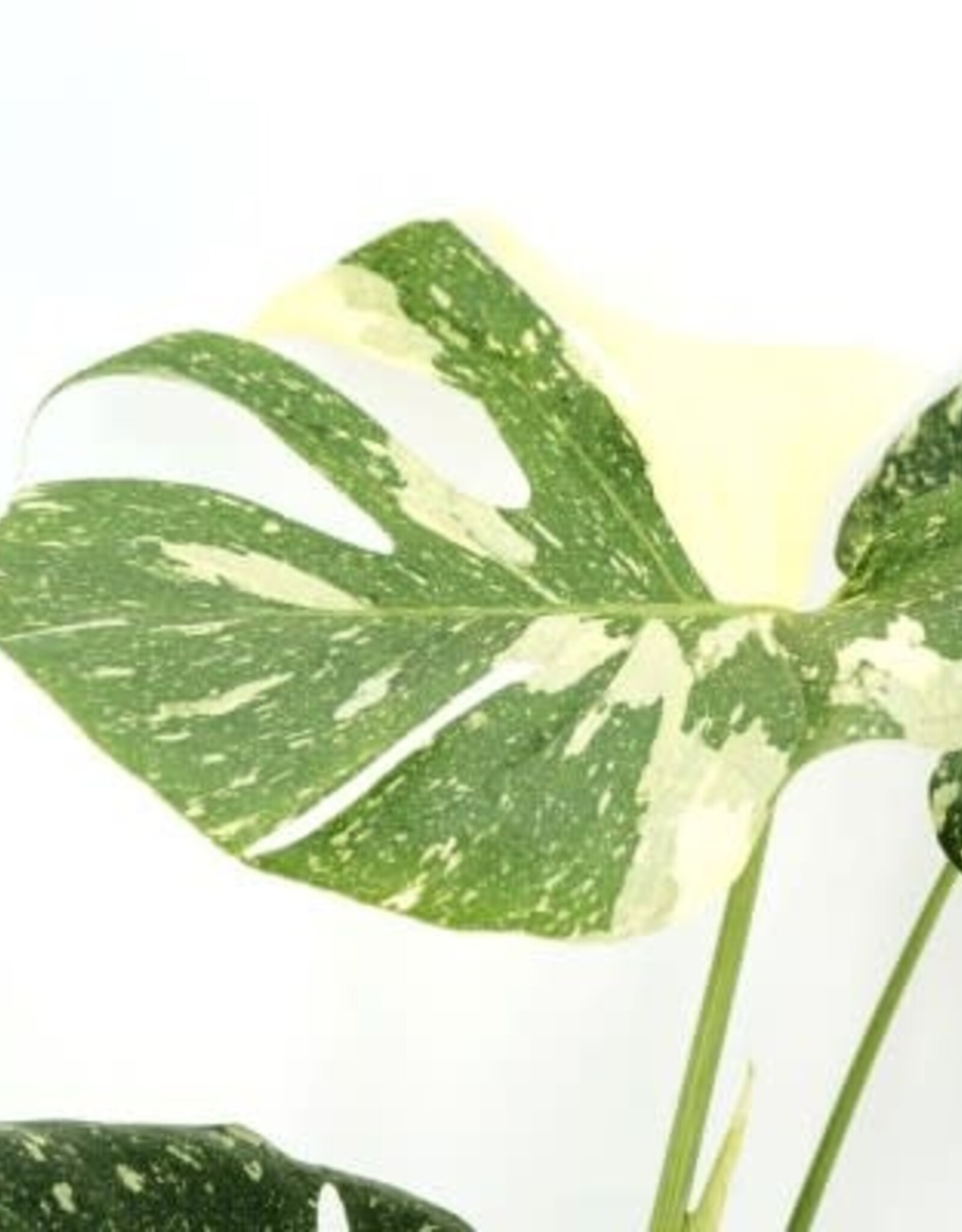 Cascade Tropicals Monstera del. 'Thai Constellation' 6in  -Swiss Cheese Plant