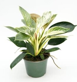 Cascade Tropicals Philodendron 'Birkin' 6in  -Philodendron
