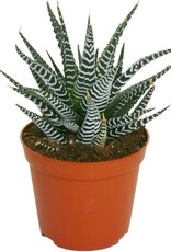 Mainland Haworthia fasciata 4in Zebra Haworthia