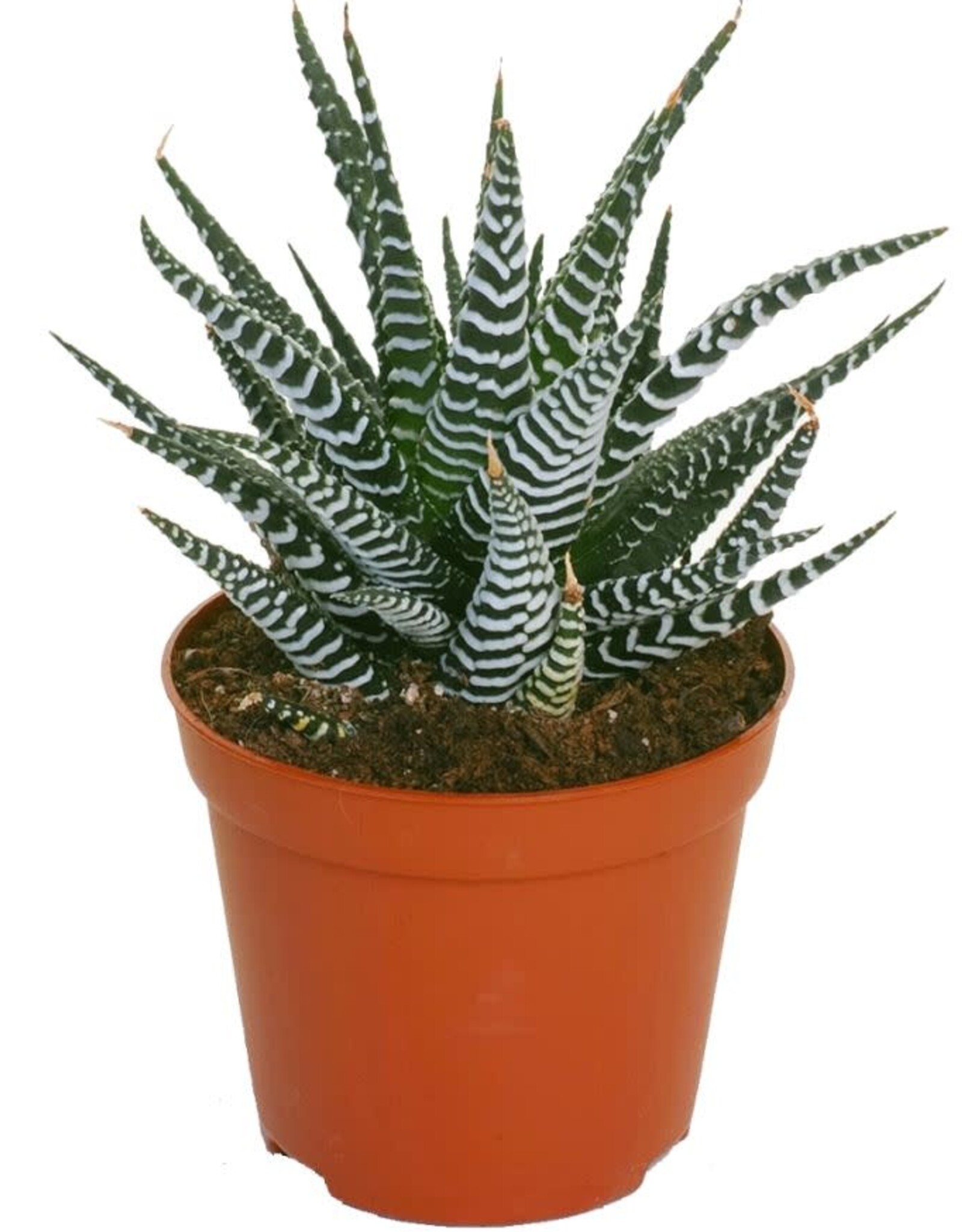 Mainland Haworthia fasciata 4in Zebra Haworthia