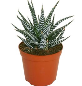 Mainland Haworthia fasciata 4in Zebra Waworthia