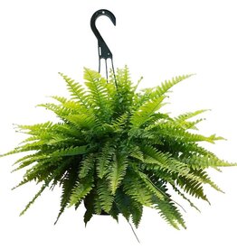 Mainland Nephrolepis exaltata - HB 10in  -Boston Fern