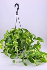 Mainland Epipremnum aureum 'Golden'- HB 6in -Pothos