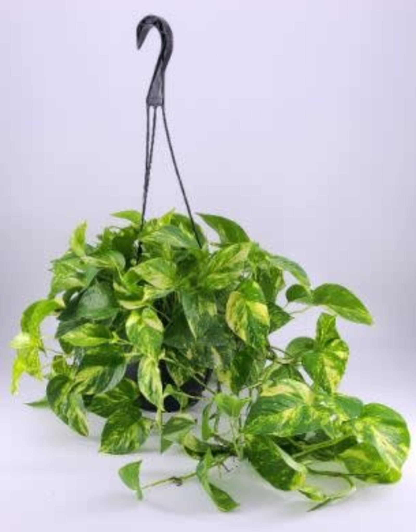 Mainland Epipremnum aureum 'Golden'- HB 6in -Pothos