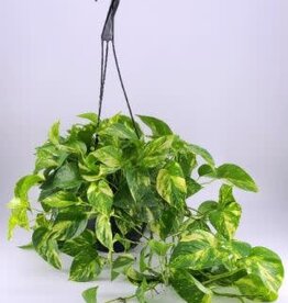 Mainland Epipremnum aureum 'Golden'- HB 6in -Pothos