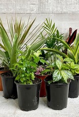 Mainland TROPICALS Assorted  4 inch  DEV/MFD-Premium