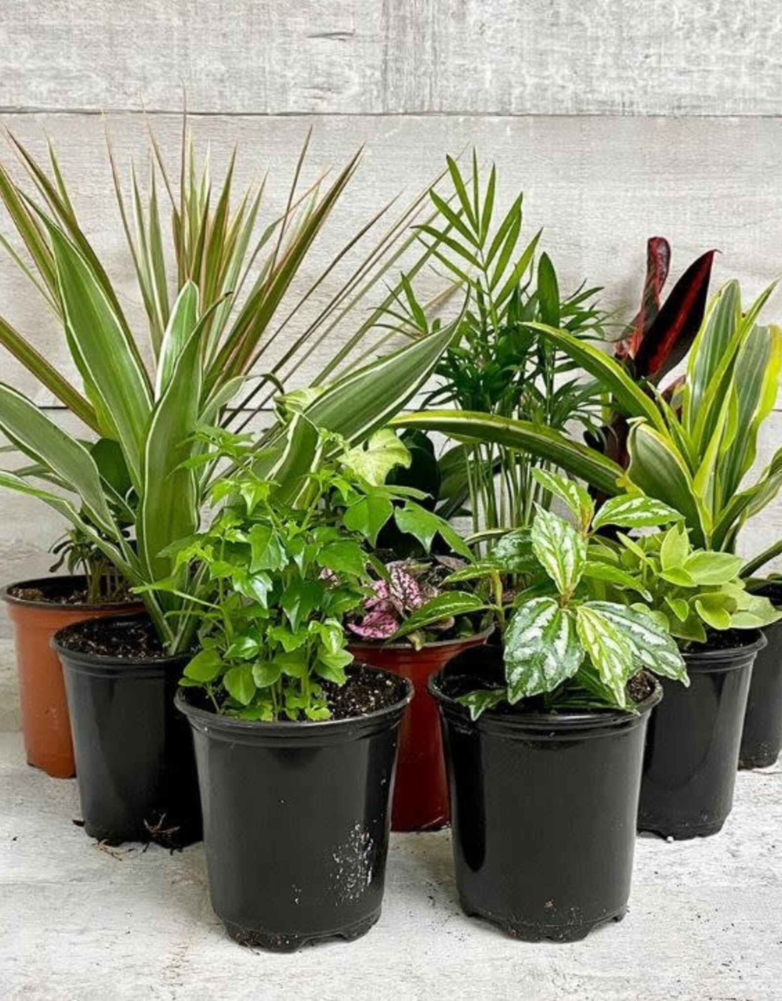 Mainland TROPICALS Assorted  4 inch  DEV/MFD-Premium