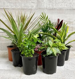 Mainland TROPICALS Assorted  4 inch  DEV/MFD-Premium