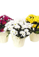 Mainland Pot Mum 6 in upright Assorted