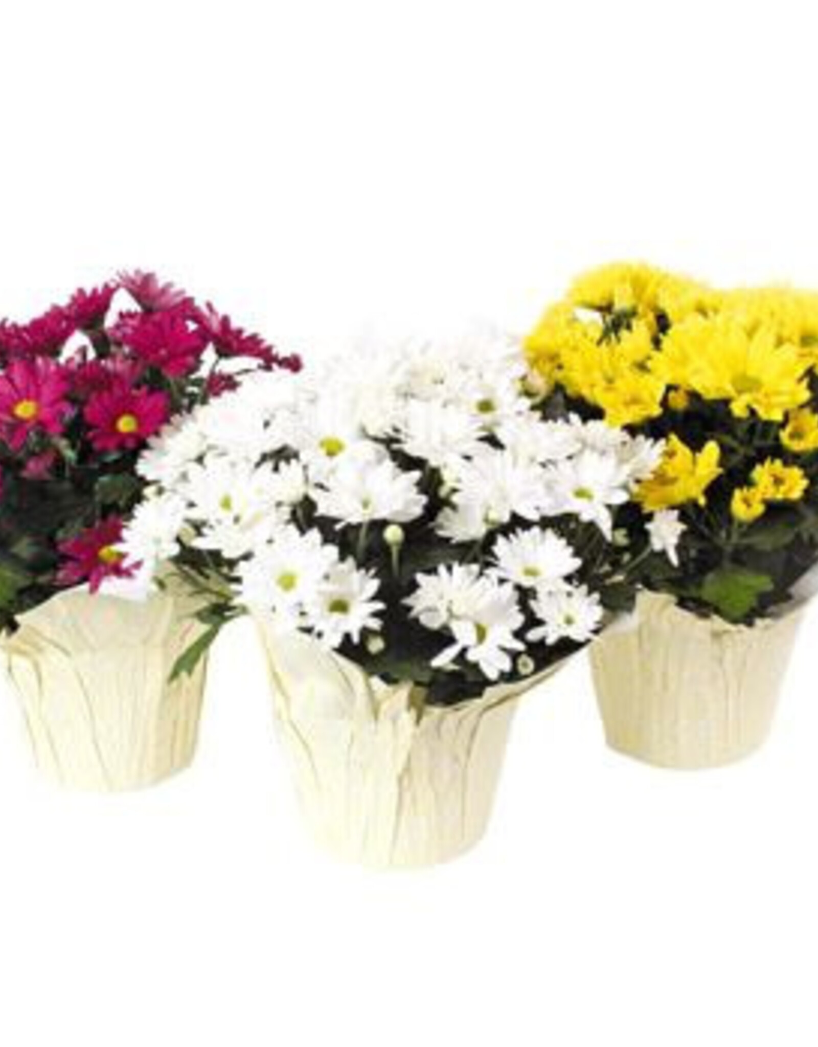 Mainland Pot Mum 6 in upright Assorted
